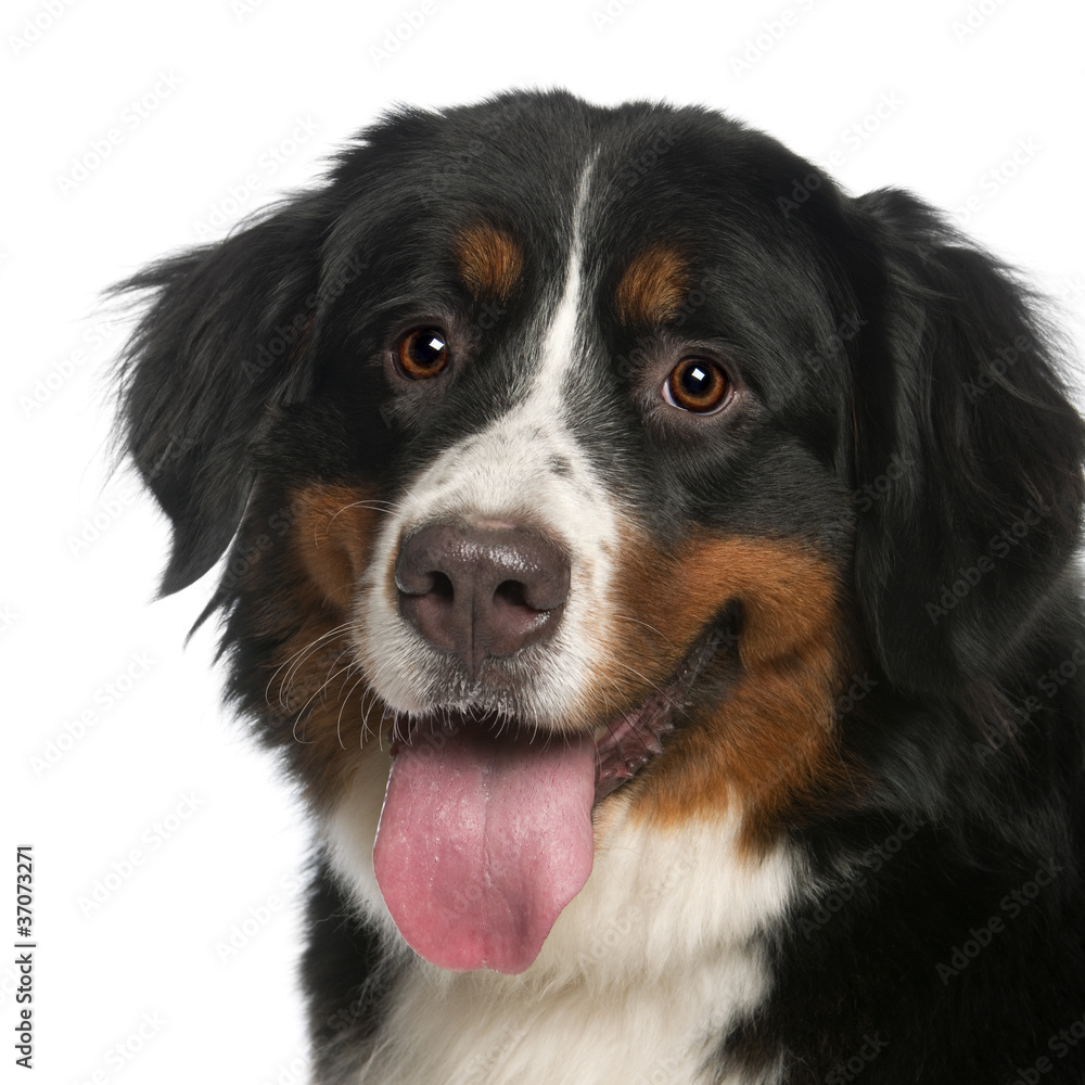 Close-up of Bernese Mountain Dog, 12 months old, panting
