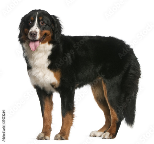 Bernese Mountain Dog, 12 months old, standing and panting