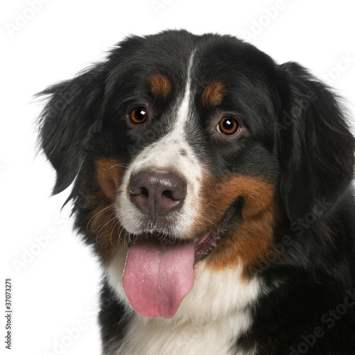 Close-up of Bernese Mountain Dog, 12 months old, panting