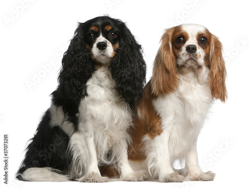 Cavalier King Charles Spaniels, 2 and 3 years old, sitting