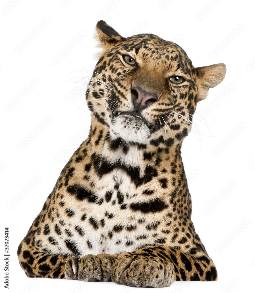 Leopard, Panthera pardus, lying in front of white background Leopard, Panthera pardus, lying in front of white background