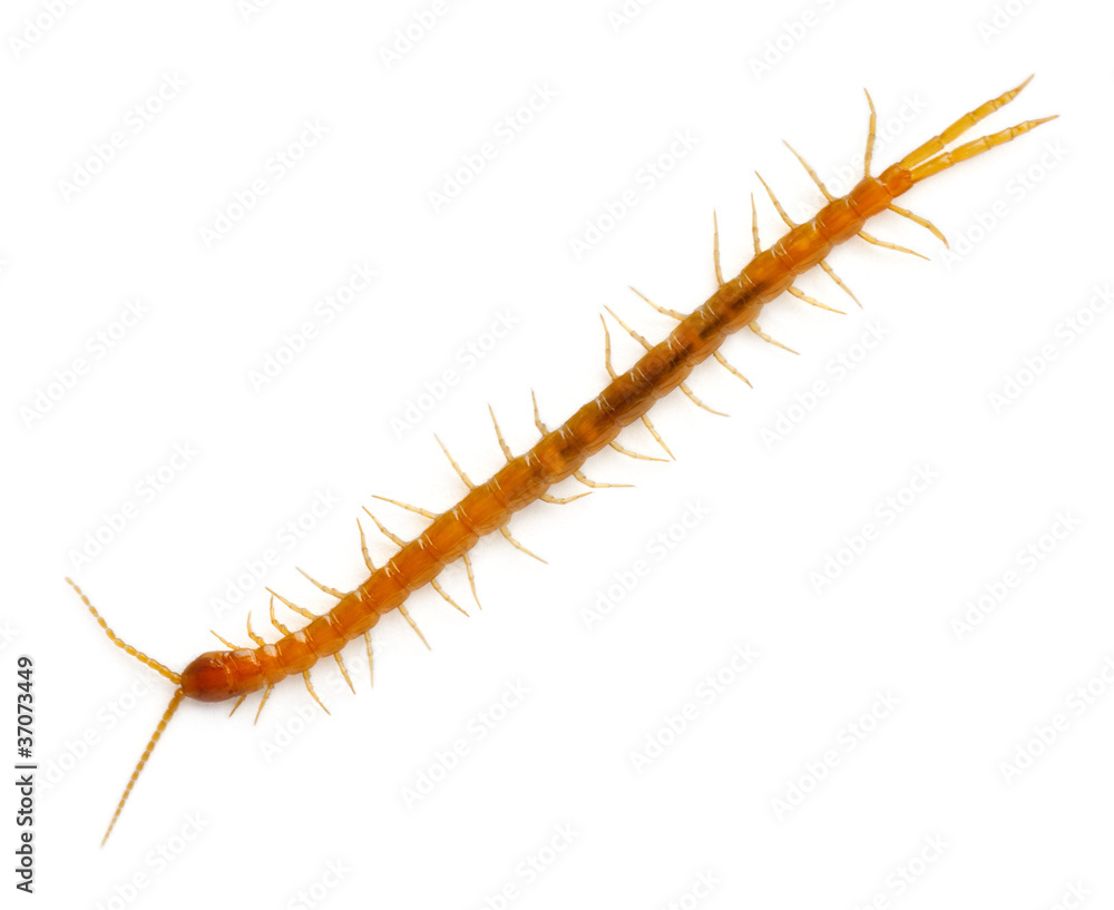 Centipede in front of white background Centipede in front of white background