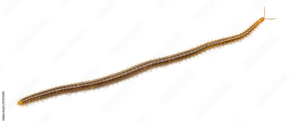 Centipede in front of white background Centipede in front of white background