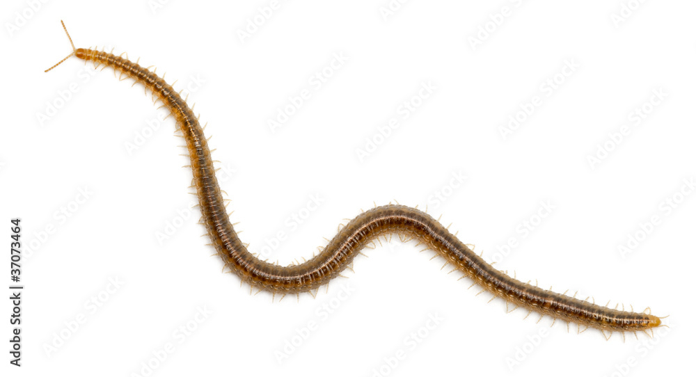 Centipede in front of white background Centipede in front of white background