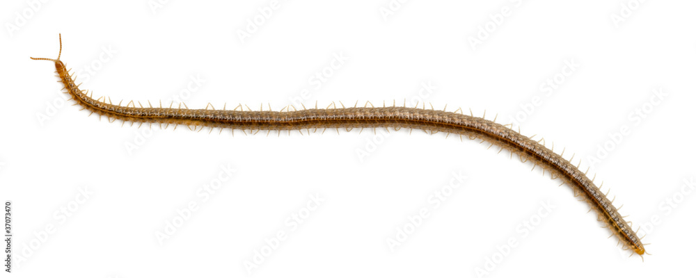 Centipede in front of white background Centipede in front of white background