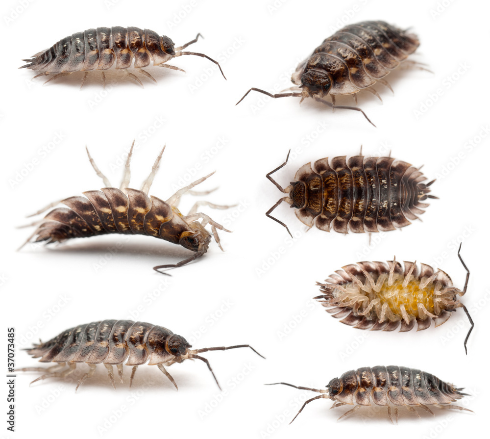 Collage of Common woodlouse, Oniscus asellus Collage of Common woodlouse, Oniscus asellus