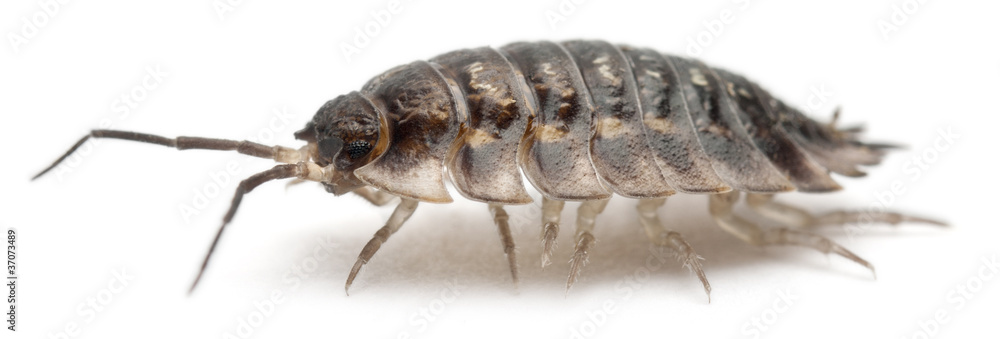 Common woodlouse, Oniscus asellus