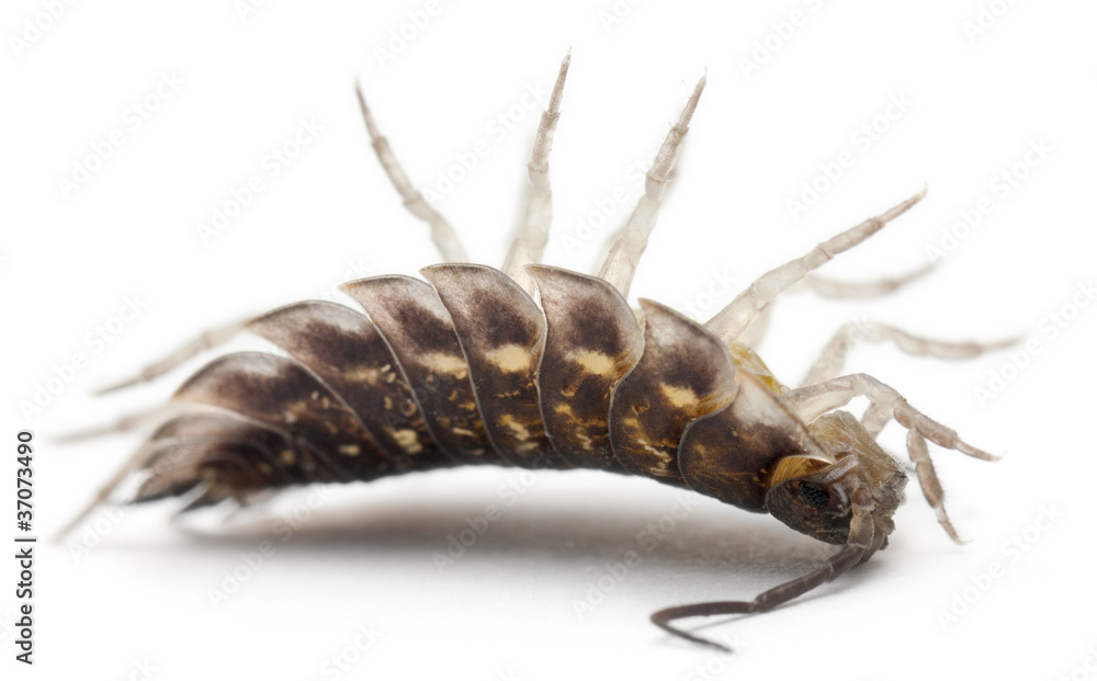 Upside down Common woodlouse, Oniscus asellus