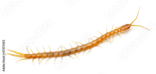 Foto Centipede in front of white background