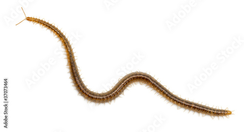 Stampa su tela Centipede in front of white background