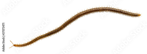 Fotografia Centipede in front of white background