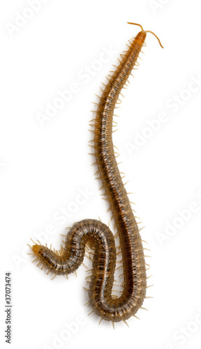 Fotografia Centipede in front of white background