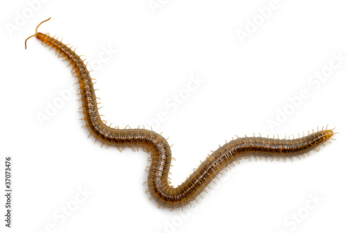 Tablou canvas Centipede in front of white background