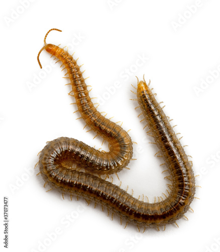 Fotografering Centipede in front of white background