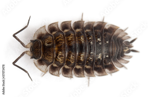 High angle view of Common woodlouse, Oniscus asellus