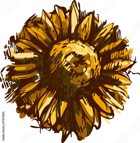 a sketch blossoming bud plant sunflower field