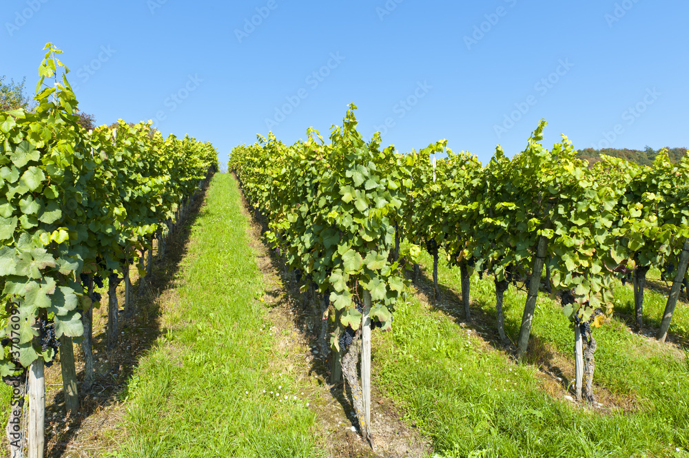 Vineyard