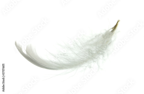 White goose feather