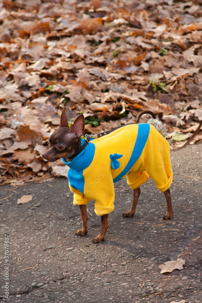 Naklejka premium Dog