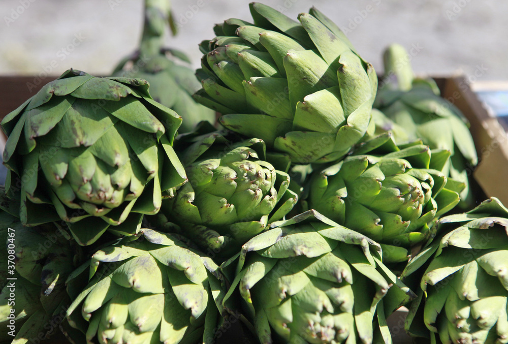 Fototapeta premium globe artichokes