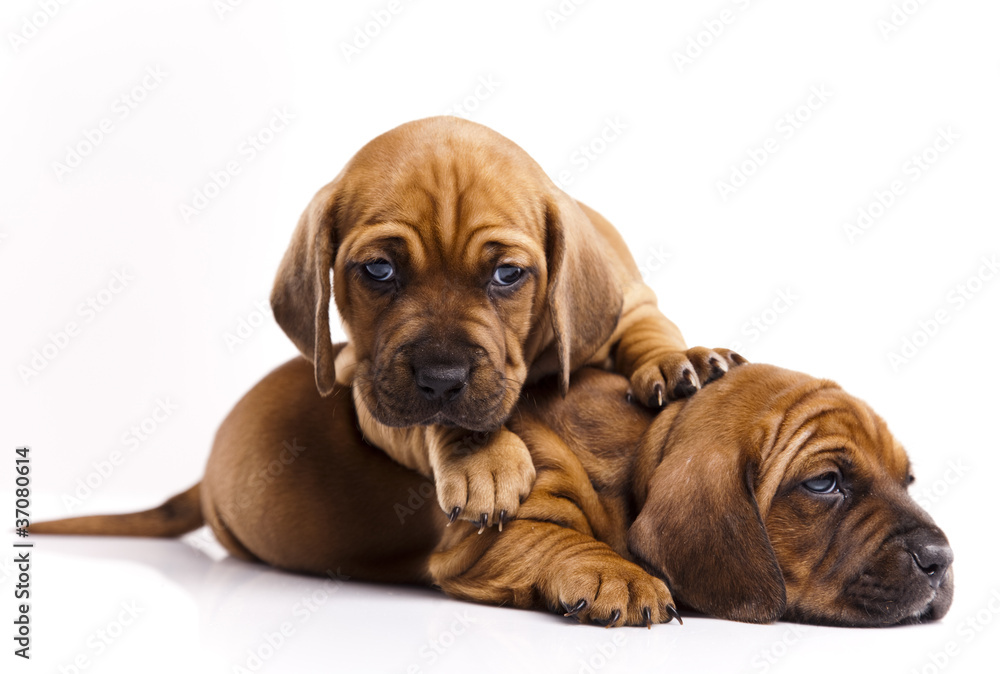 Obraz premium Puppies