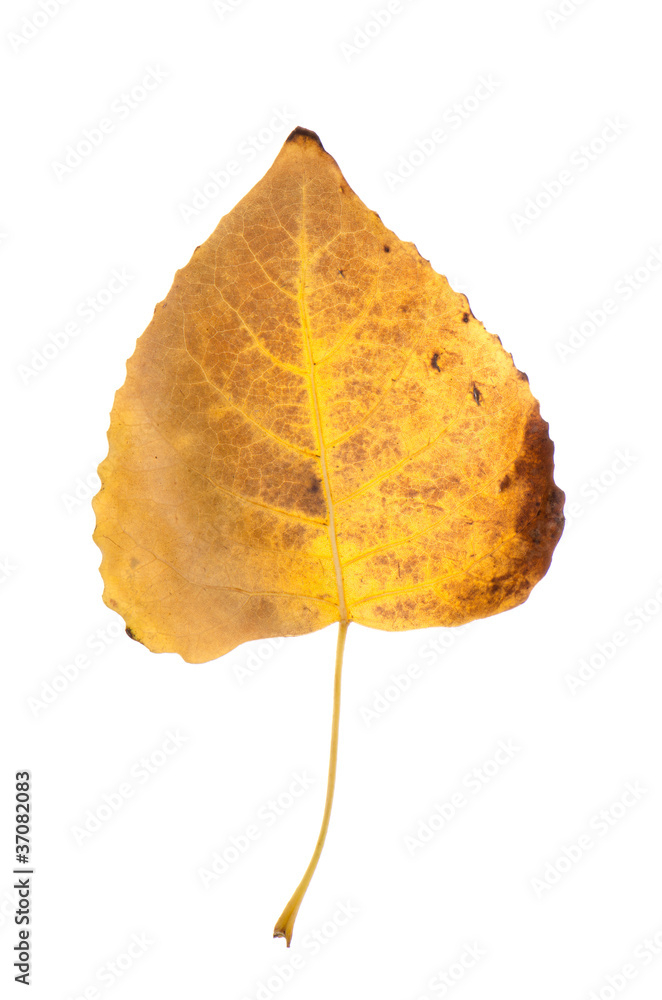 Naklejka premium Fall leaf