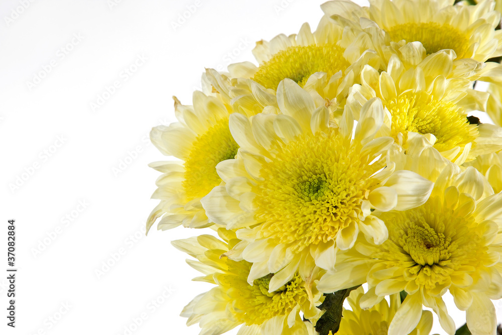 Chrysanthemum is bunched. Open composition Chrysanthemum is bunched. Open composition