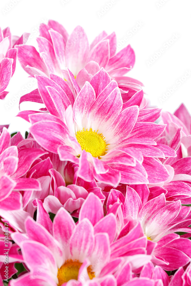 Obraz premium Chrysanthemum Flowers