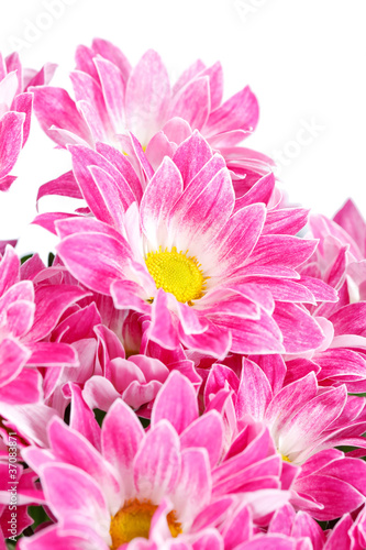 Chrysanthemum Flowers