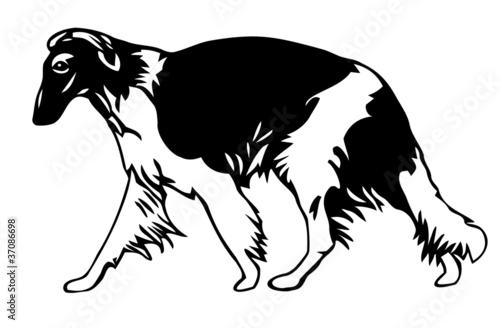Barsoi  Windhund