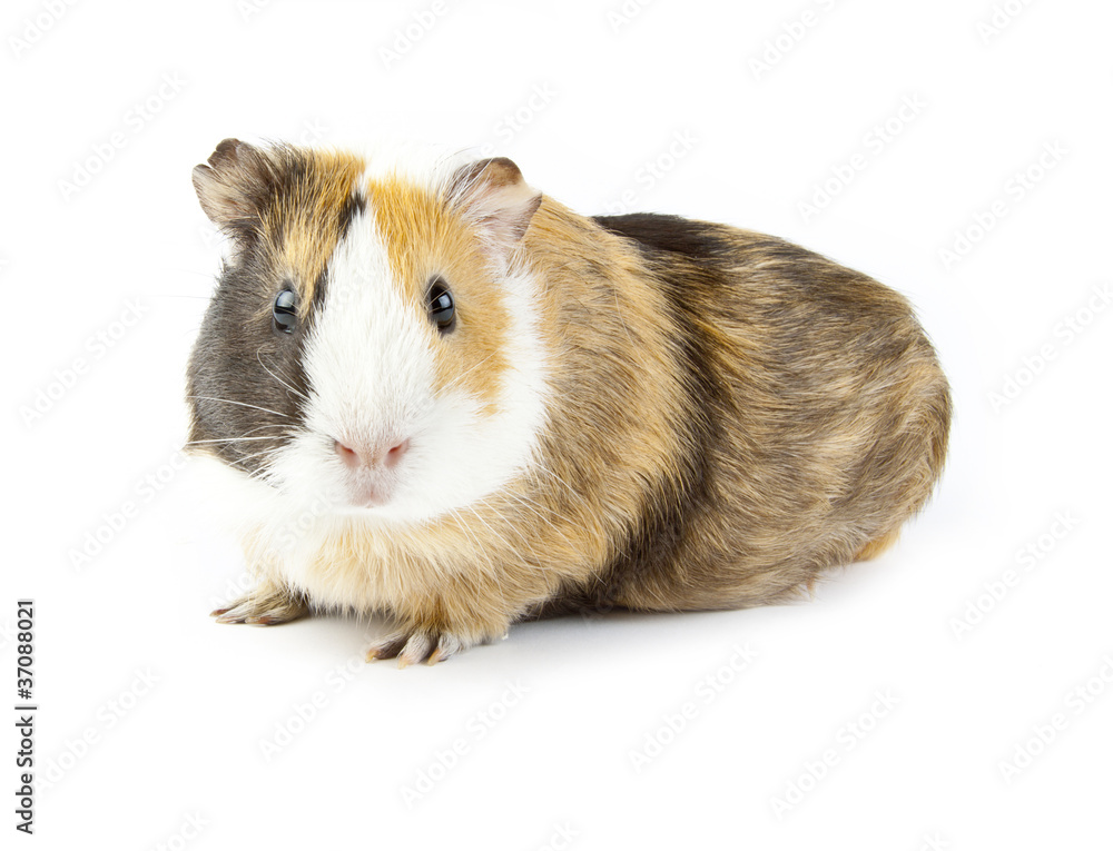 guinea guinea