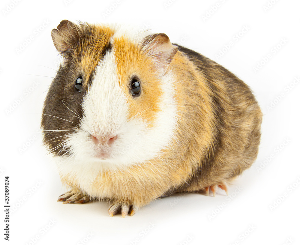 guinea guinea