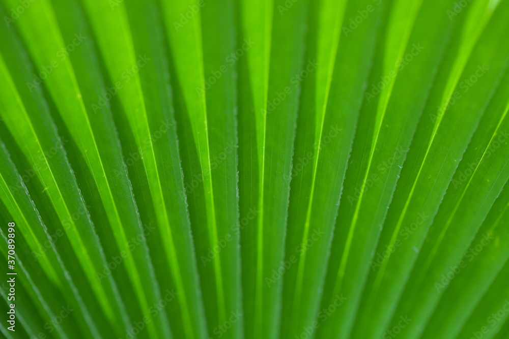 Green palm tree leaf as a background Green palm tree leaf as a background