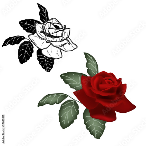 rose dipinte in stili diversi - tradizionale e inchiostro