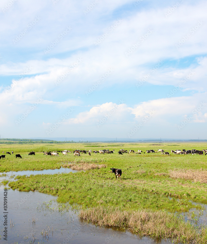 Summer rural landscape with the herd of cows Summer rural landscape with the herd of cows