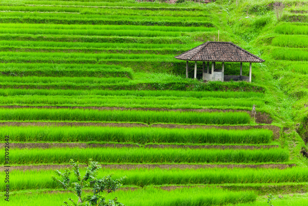 Flooded Paddy Field Flooded Paddy Field