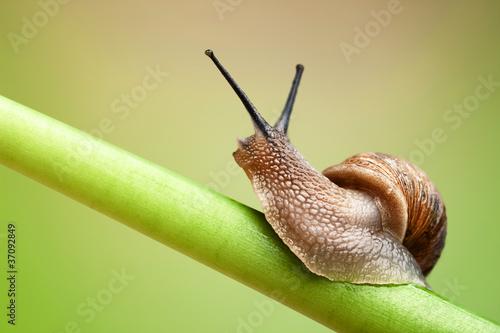 Snail on green stem
