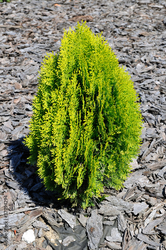 Obraz na płótnie Small garden tree Tuja