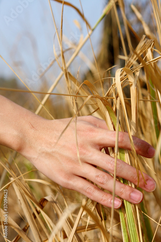 close up of a man's hand touching the grass, 'feeling nature