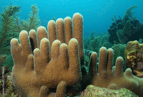Pillar Coral - Roatan, Bay Islands, Honduras