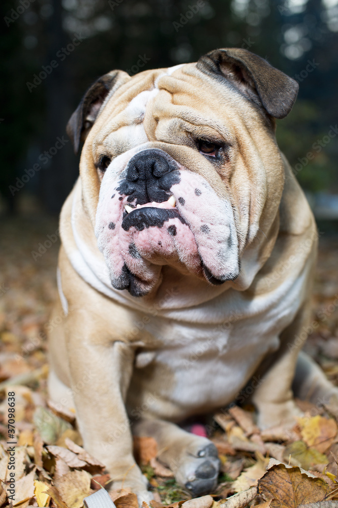 English Bulldog in autumn leaves background