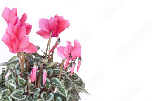 Cyclamen photo