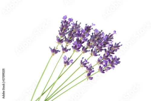 lavender flowers on white