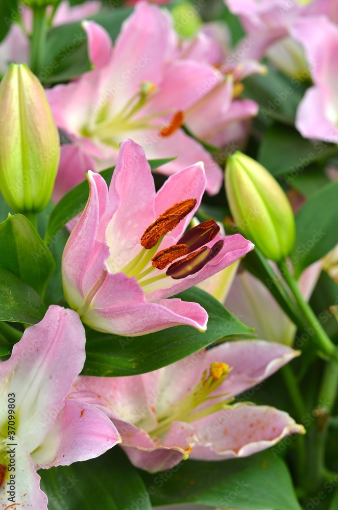 Obraz premium lilium