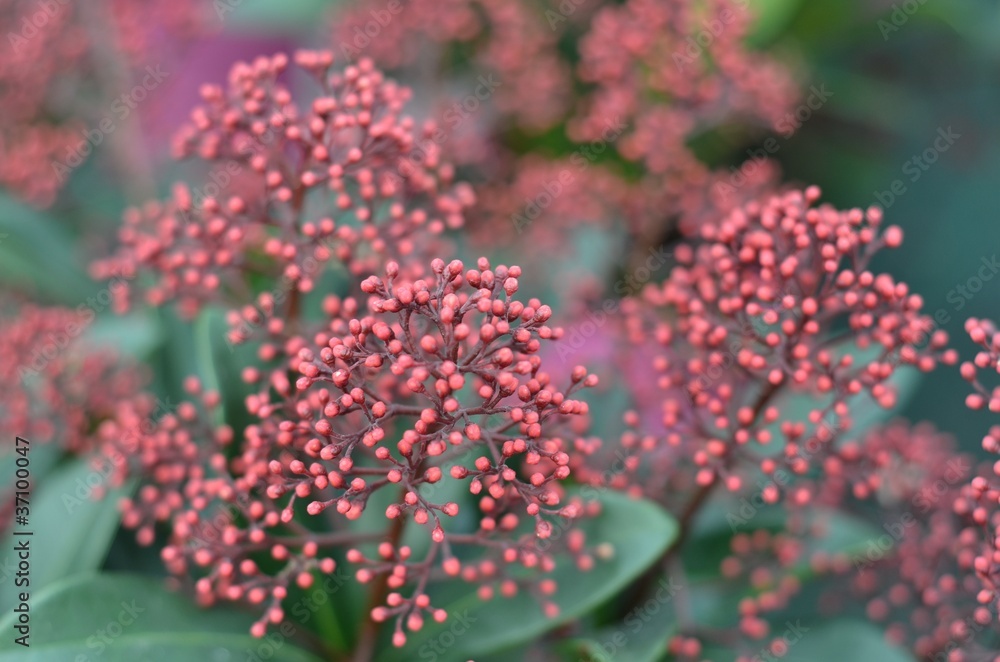 Obraz premium skimmia