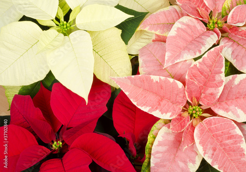 Konstfotografi Colorful Poinsettia Closeup