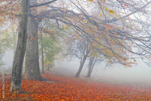 Fall -Beechtrees in dense fog photo