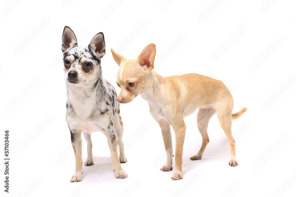 Chihuahua dogs Chihuahua dogs