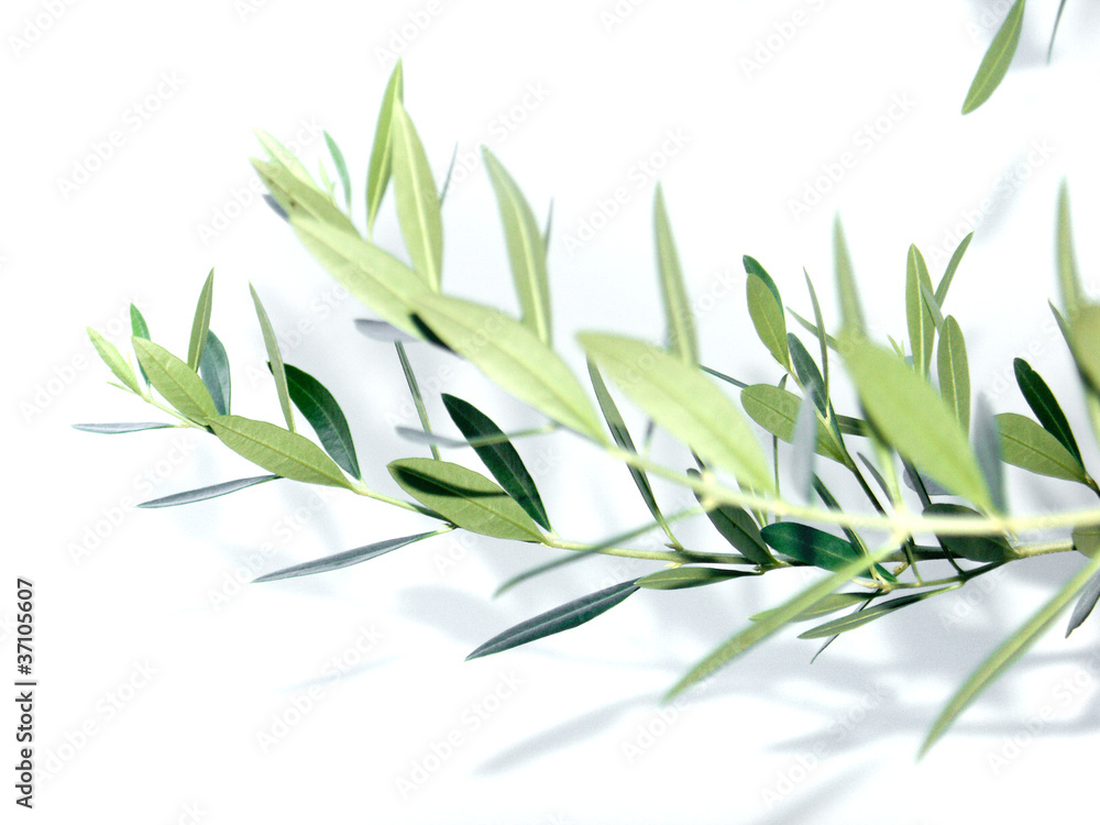 feuilles olivier