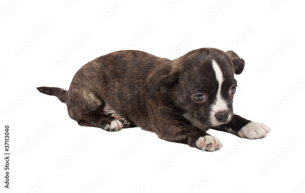 portrait of a cute purebred puppy chihuahua in front of white ba portrait of a cute purebred puppy chihuahua in front of white ba